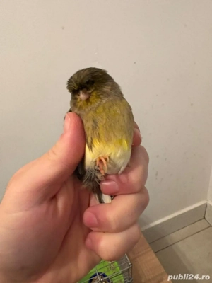 Vand Canarita Glooster - imagine 2