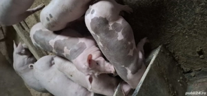 vand pietran reproductie  - imagine 2