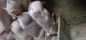 vand pietran reproductie  - imagine 4