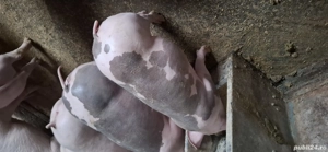 vand pietran reproductie  - imagine 3