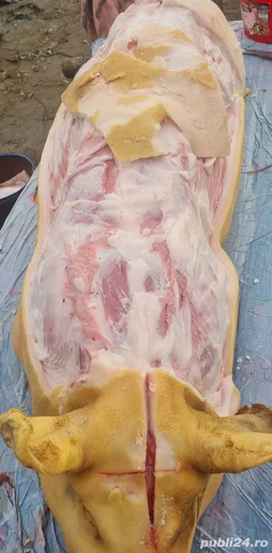 Vand porci 140-150kg Vânju Mare ,Mehedinți,  Porci crescuți în gospodărie  - imagine 4