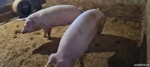 Vand porci 140-150kg Vânju Mare ,Mehedinți,  Porci crescuți în gospodărie  - imagine 3