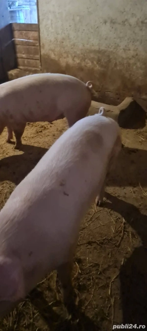 Vand porci 140-150kg Vânju Mare ,Mehedinți,  Porci crescuți în gospodărie  - imagine 2