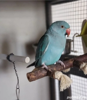 Papagal Micul Alexandru + colivie - imagine 3