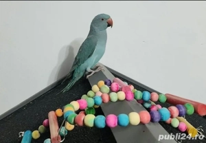 Papagal Micul Alexandru + colivie - imagine 2