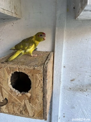 Vand Papagali Kakariki - imagine 3