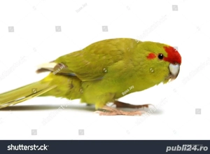 Vand Papagali Kakariki - imagine 2