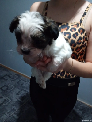 Bichoni maltezi talie mică  - imagine 2