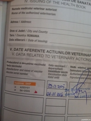 Bichoni maltezi talie mică  - imagine 5