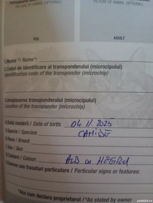 Bichoni maltezi talie mică  - imagine 4