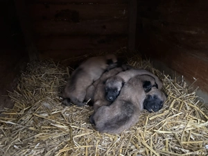 Vând cățeii ciobănesc belgian  - imagine 3