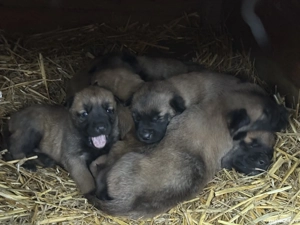 Vând cățeii ciobănesc belgian  - imagine 2