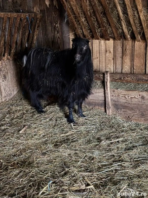 berbec breaz si tap La Mancha - imagine 2