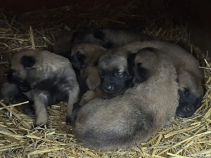 Vând cățeii ciobănesc belgian 