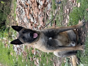 Vând cățeii ciobănesc belgian  - imagine 4