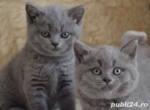 British Shorthair blue  - imagine 2