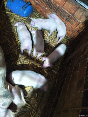 Purcei 8 săptămâni 7 bucati - imagine 3