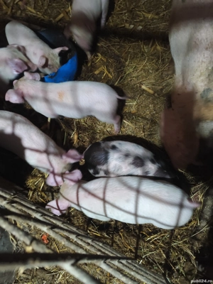 Purcei 8 săptămâni 7 bucati - imagine 2