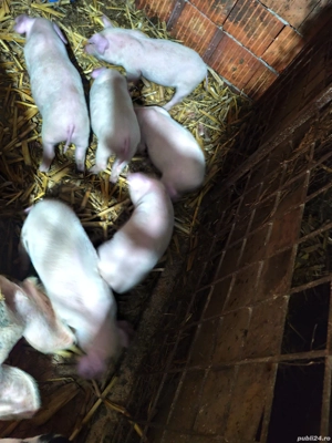 Purcei 8 săptămâni 7 bucati