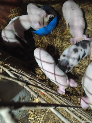 Purcei 8 săptămâni 7 bucati - imagine 4