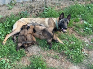 Vând cățeii ciobănesc belgian  - imagine 6