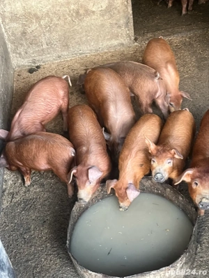 purcei duroc de vânzare - imagine 3