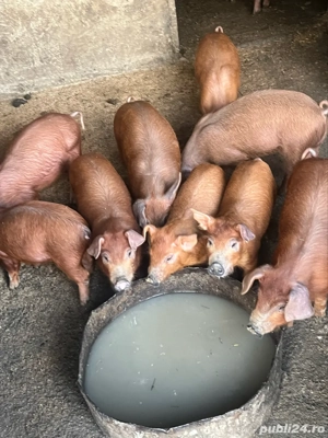 purcei duroc de vânzare