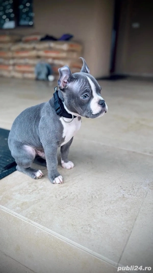 Vand puiut buldog american