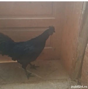 Cocos Ayam Cemani  - imagine 3