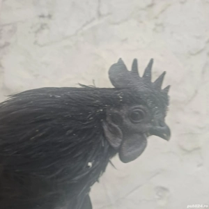 Cocos Ayam Cemani 