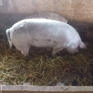 porc de vânzare  - imagine 2