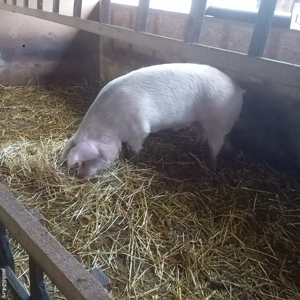 porc de vânzare  - imagine 3