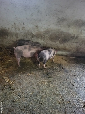 Vand 3 grasuni pietrani - imagine 2