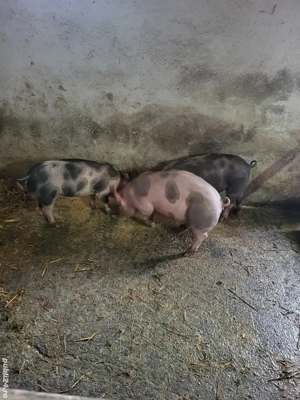 Vand 3 grasuni pietrani - imagine 3