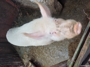 Porc de canzare Falciu - imagine 5