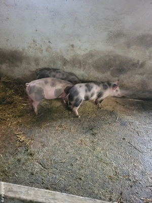 Vand 3 grasuni pietrani - imagine 4