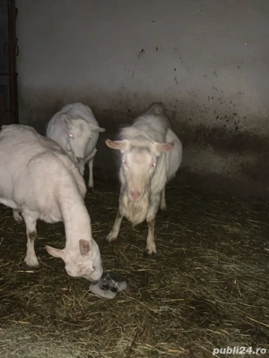 De vanzare tap saanen - imagine 2