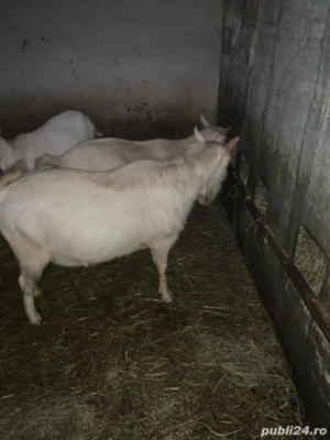 De vanzare tap saanen - imagine 4