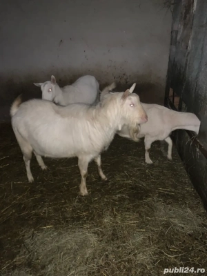 De vanzare tap saanen - imagine 3