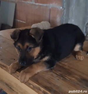 Pui ciobănesc german București Giurgiu 