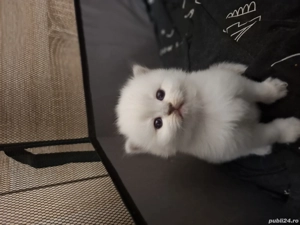 British shorthair silver - imagine 5