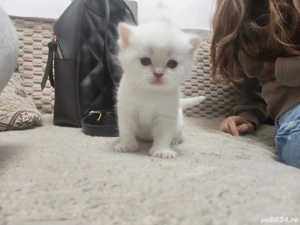 British shorthair silver - imagine 4