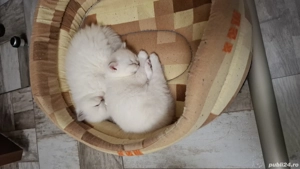 British shorthair silver