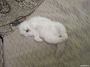 British shorthair silver - imagine 3