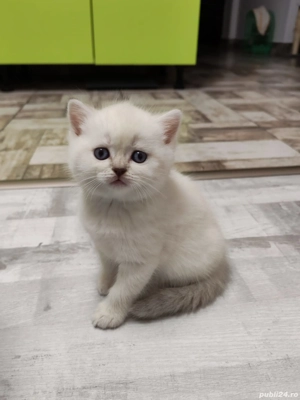 British shorthair silver - imagine 2