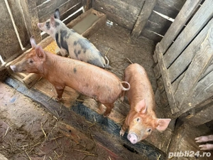 purcei de rasa - imagine 2