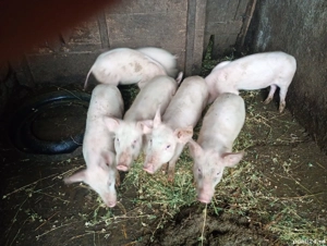 Vând purcei doar pereche,, - imagine 5