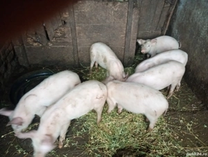 Vând purcei doar pereche,, - imagine 2