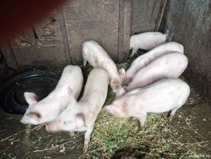 Vând purcei doar pereche,, - imagine 4