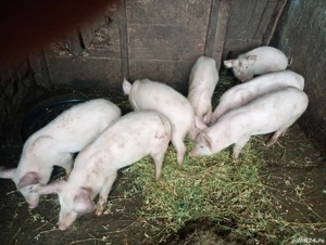 Vând purcei doar pereche,,